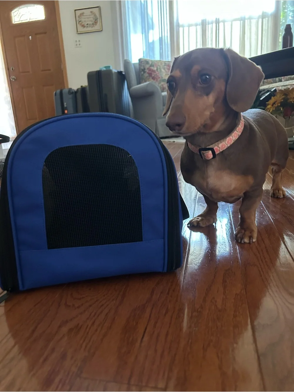 Blue Pet Carrier Bag - Travel-Friendly Dog Carrier